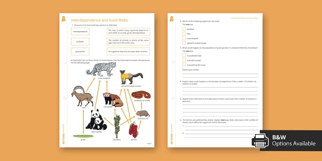 food chain worksheet answers