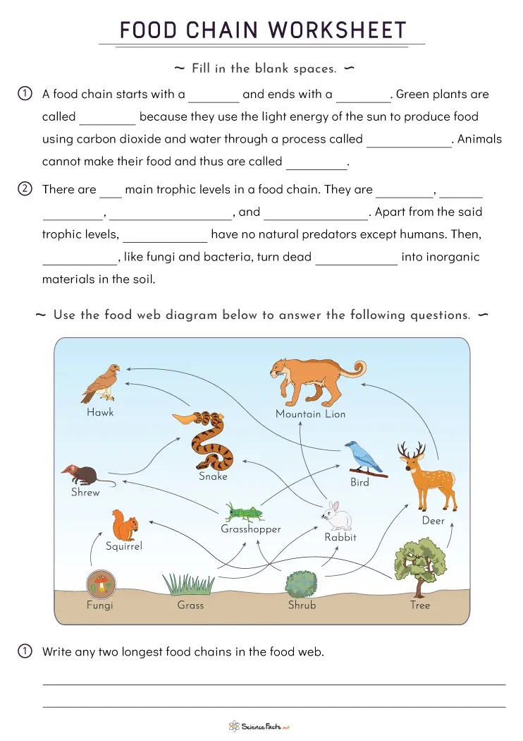 food chain worksheet answers