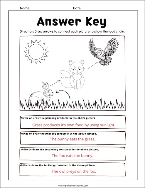 Ferocious Food Chain Worksheets: Free and Easy Print! - The Simple ...
