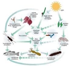 Food Webs Worksheets: Energy Pyramid &  Energy Flow