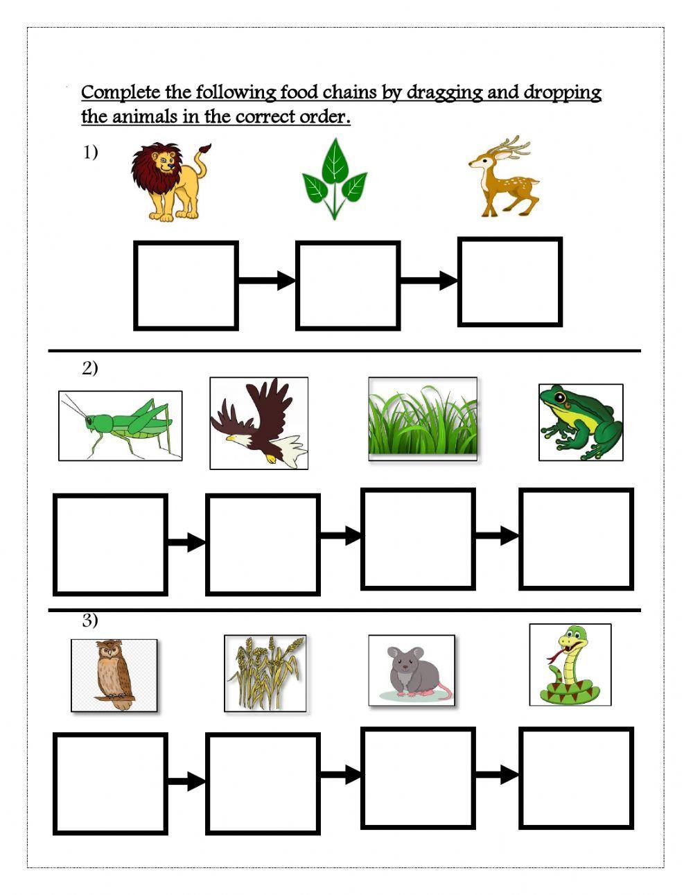 Food Chain And Food Web WorksheetTest Educational Images Picstank