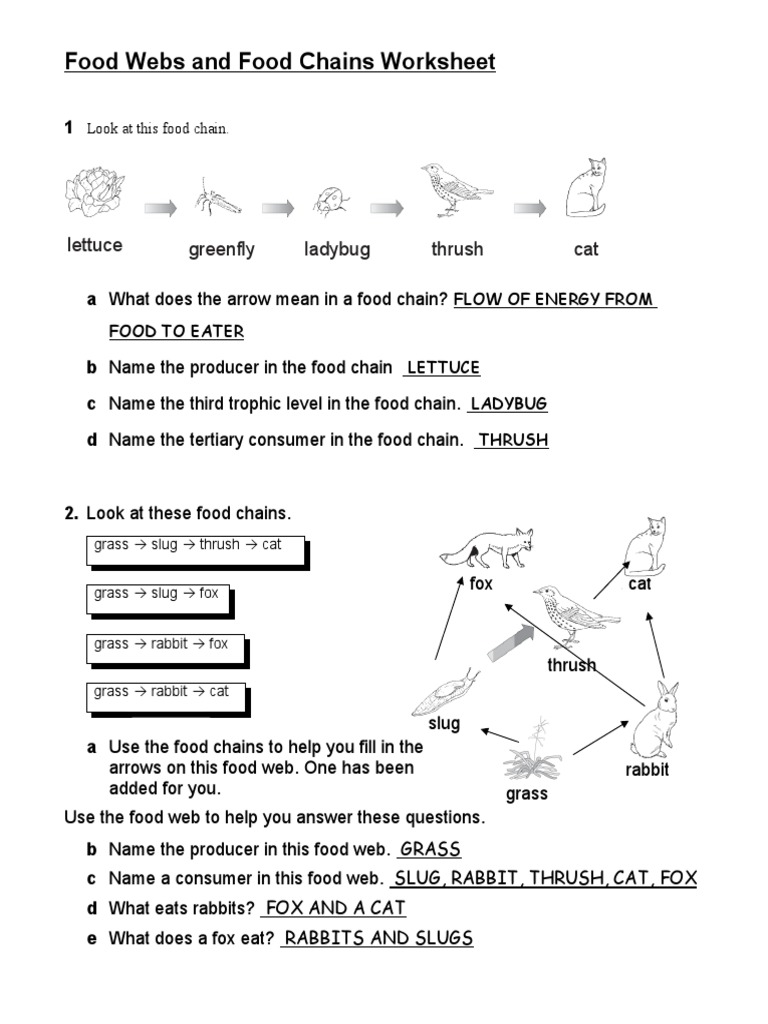 FoodWebsandFoodChainsWorksheet KEY 11dbru5 | Download Free PDF ...