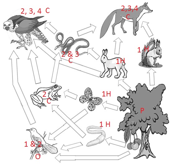 Food Web Label KEY