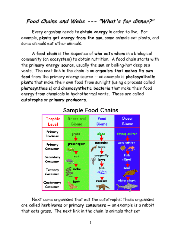 food chains worksheet answer key