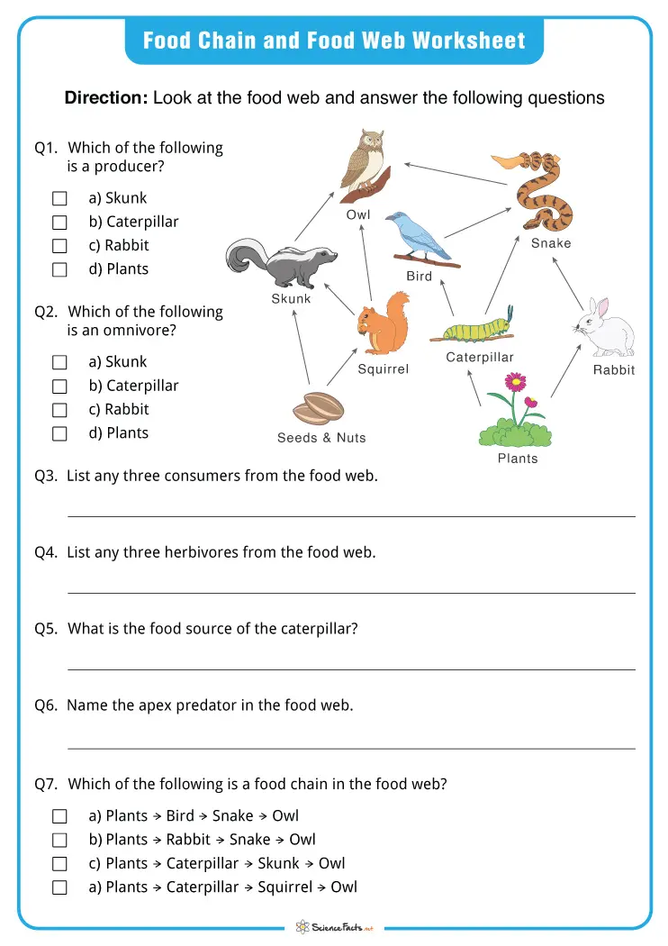 Food Webs and Food Chains Worksheets - Free Pintables