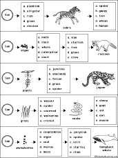 food chains worksheet answers