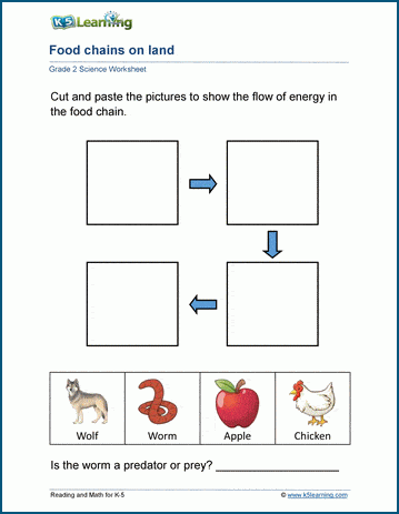 The Food Chains Worksheets | Worsheets library