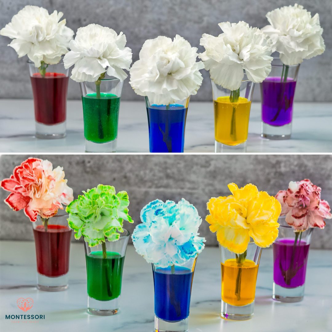 Carnation experiment worksheet TPT Worksheets Library