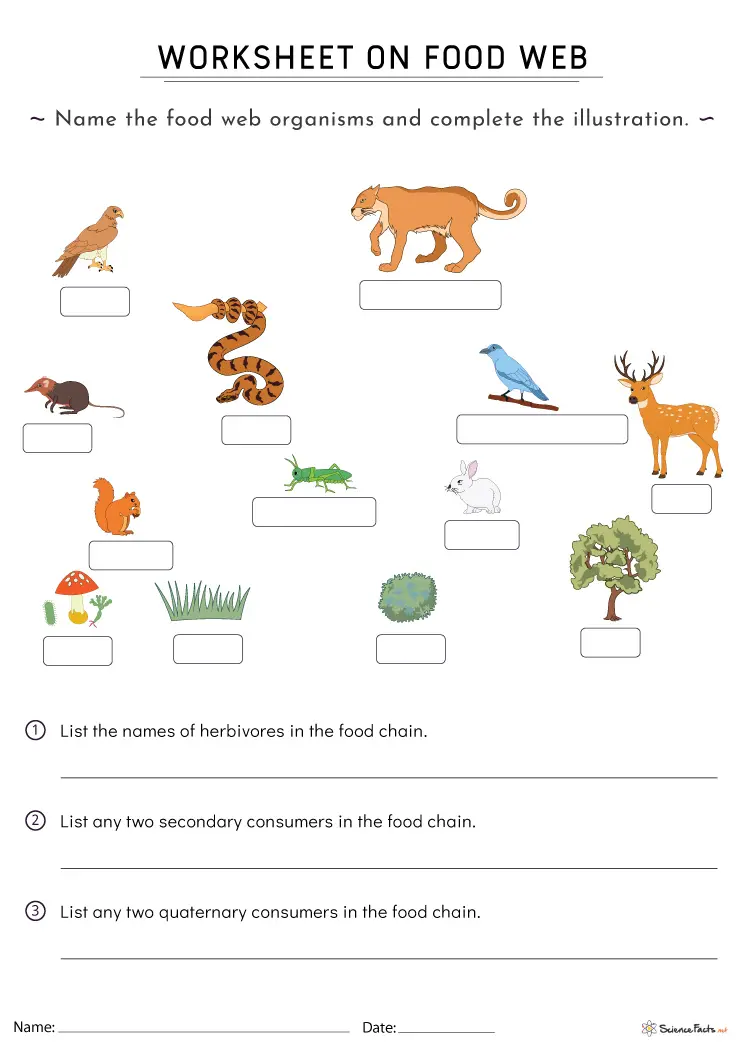 food web 2 worksheet answers