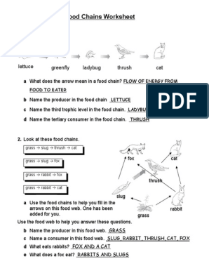 food web 2 worksheet answers