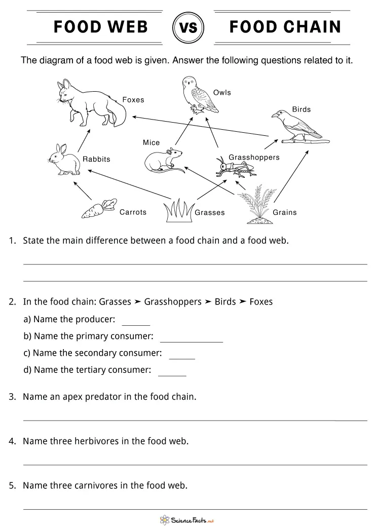 Good store good products Food Chains And Webs Worksheets, graders ...
