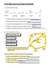 food web and food chain worksheet