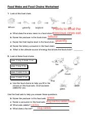food web and food chain worksheet