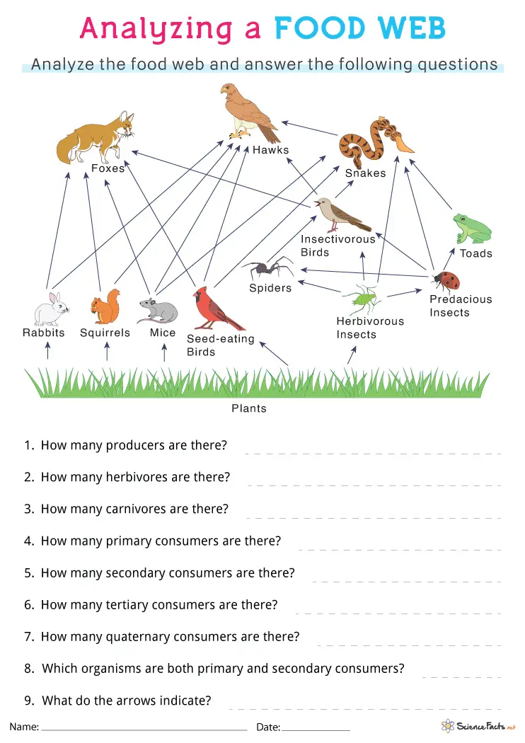food web worksheet answer key
