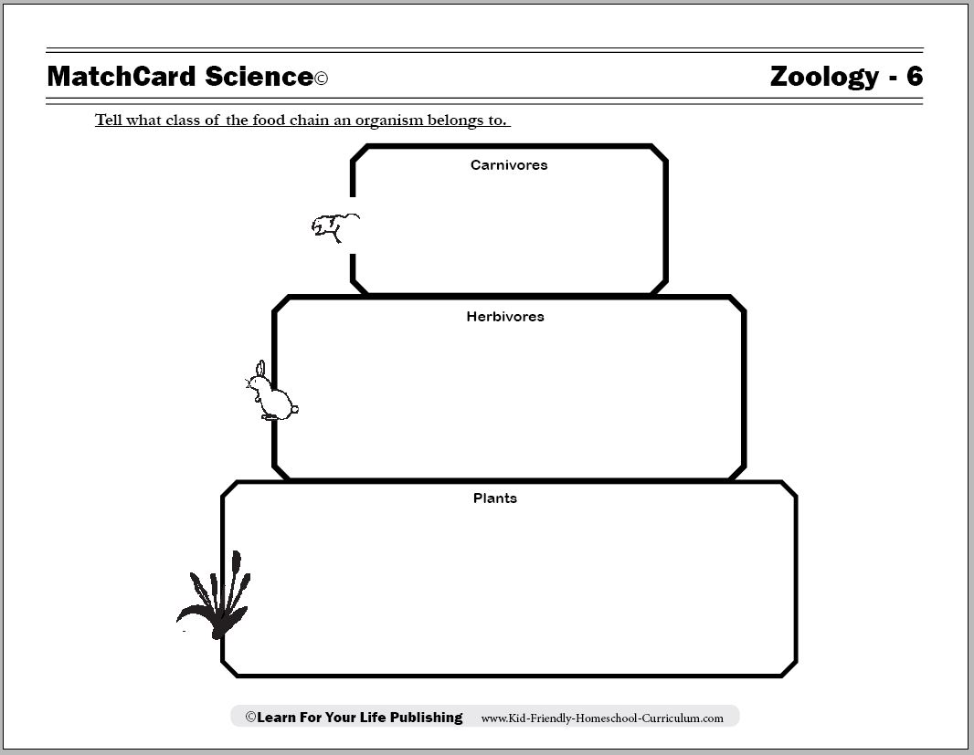 food webs worksheet