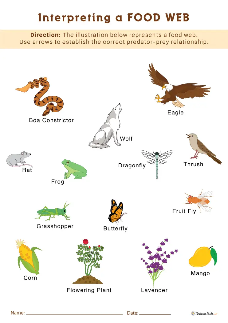food webs worksheet