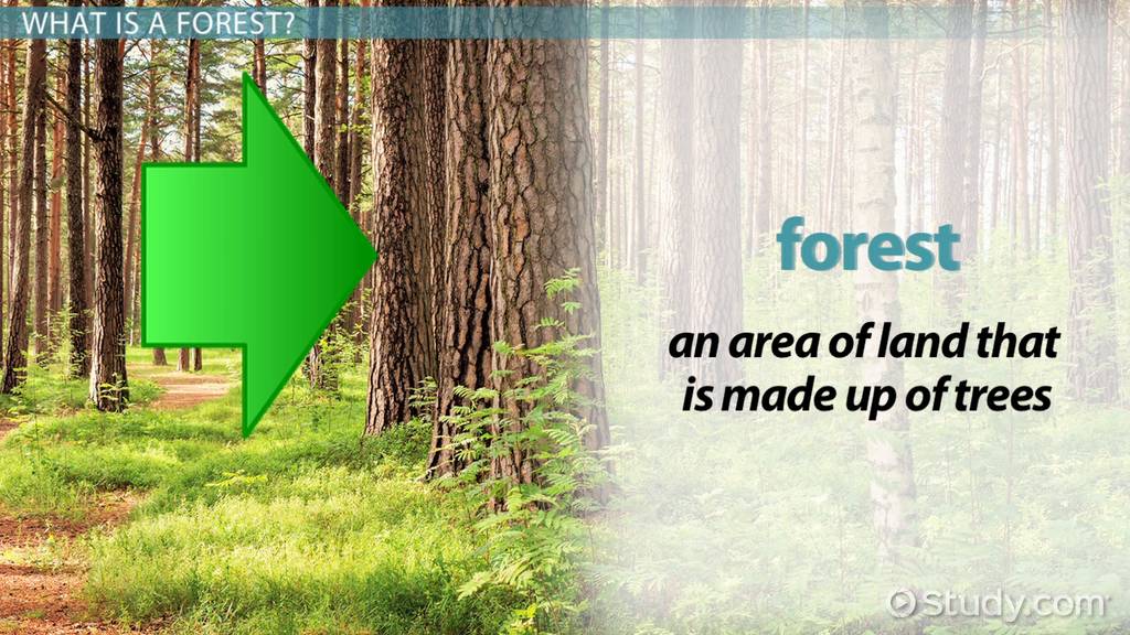 forest habitat worksheet