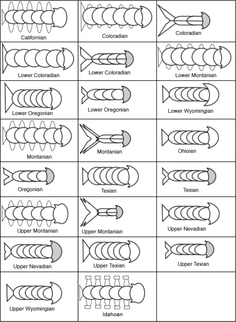 fossil record worksheet