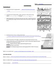 Fossil RECORD WS 1 .pdf - Name: Kellie Wilkes Fossil Worksheet The ...