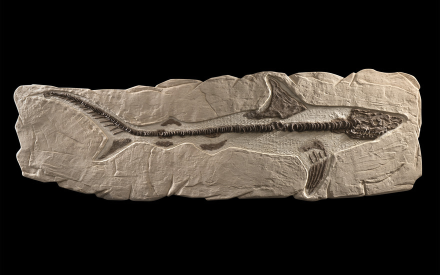 Christies - Collecting guide to aquatic fossils