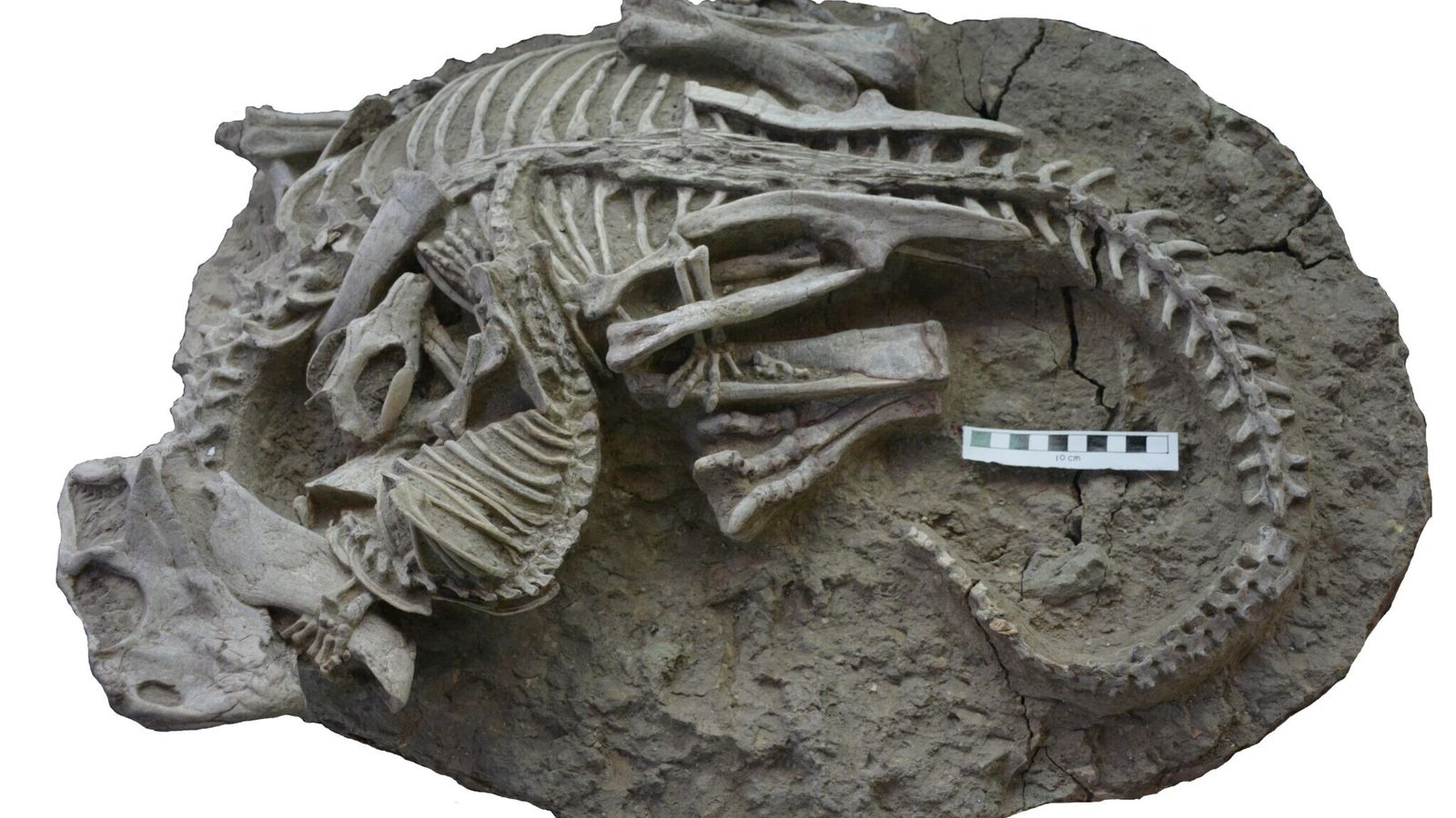 Einzigartiges Fossil: Dino und Säugetier beim Kampf versteinert ...