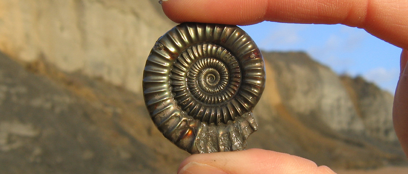What is a fossil and how do they form? | Discovering Fossils
