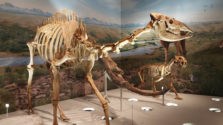 Alberta paleontologists studying rare horse and camel fossils ...