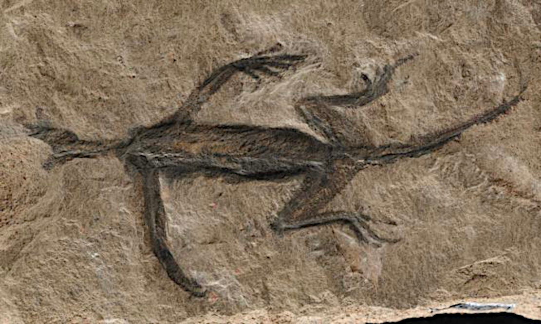 Fossil-Fälschung entlarvt - wissenschaft.de