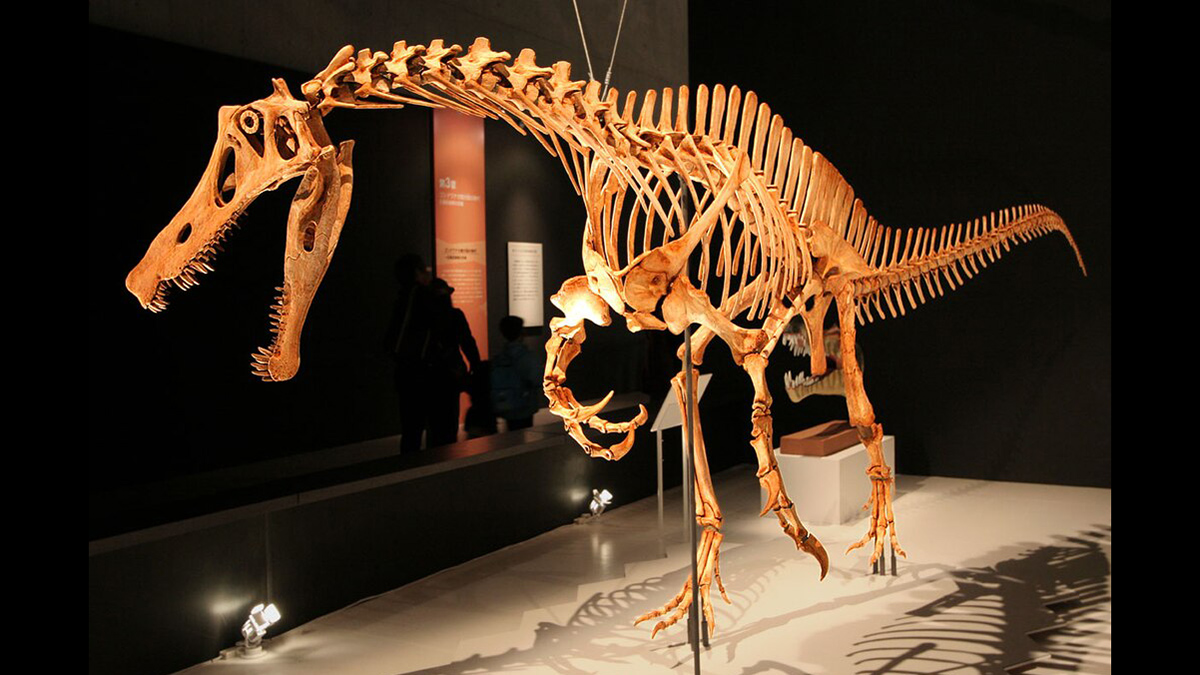 Illegal Fossil Export Is More Than an Irritator to the Global ...
