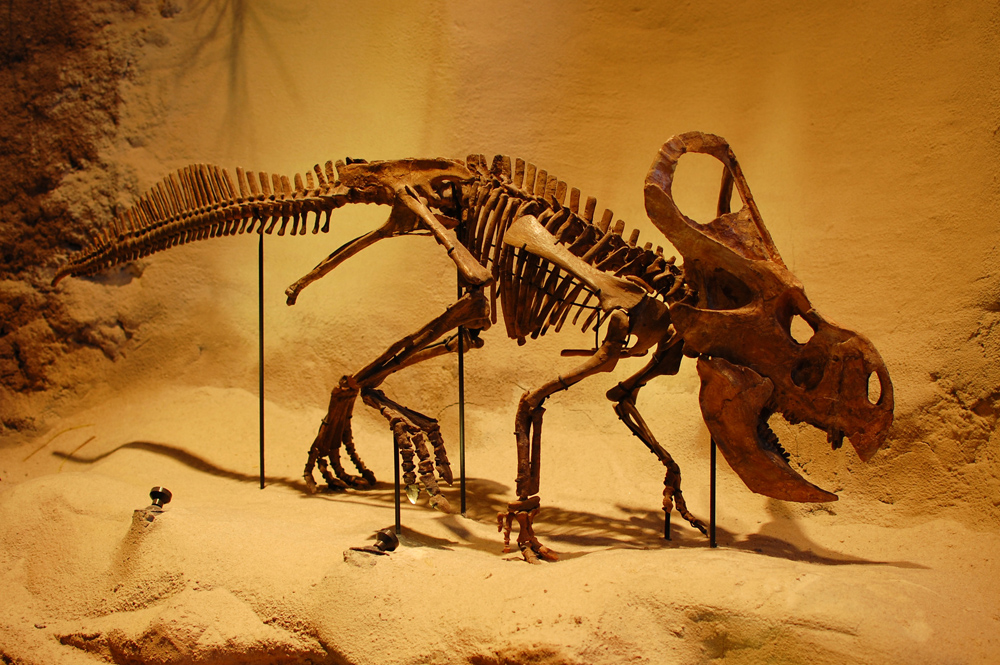 Fossil