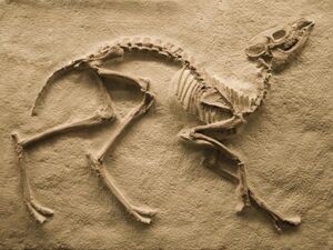 Bundesverband Geothermie: Fossil