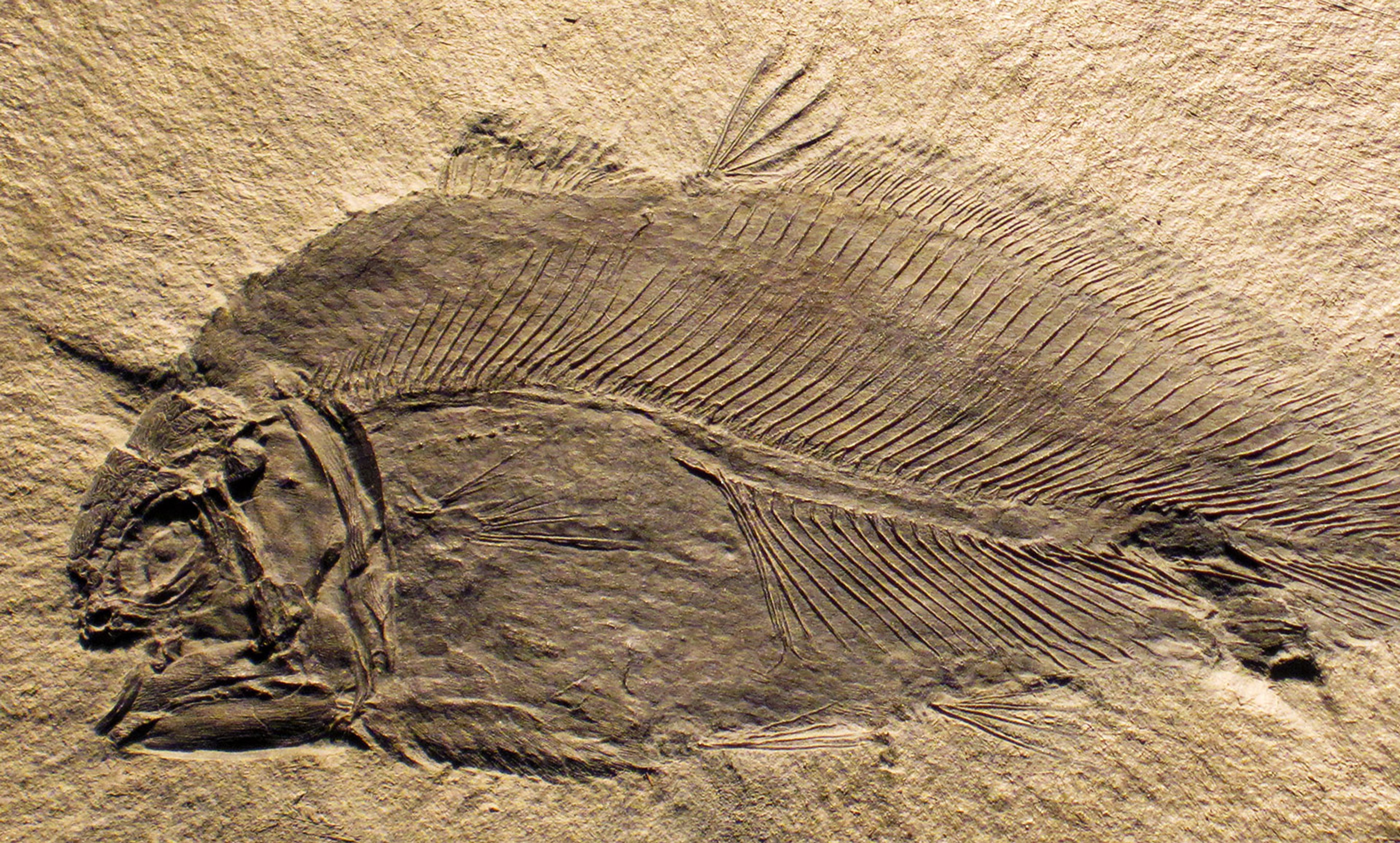 The missing fossils matter as much as the ones we have found ...