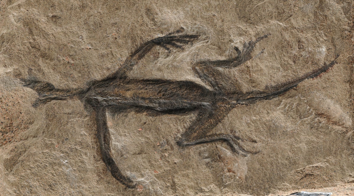 This Treasured Fossil Turns Out to Be a Forgery | Scientific American