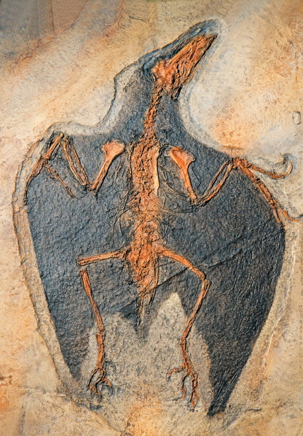 fossils