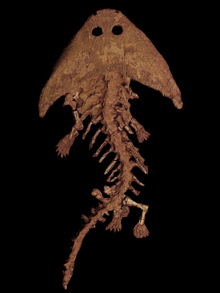 Fossil
