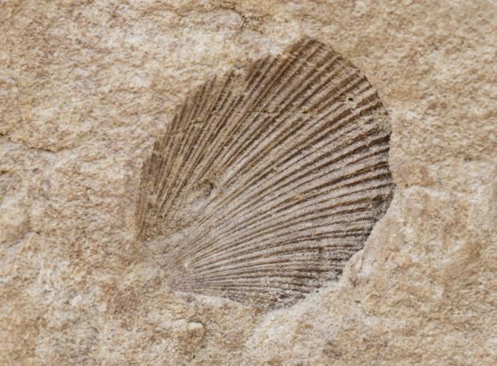 Make a Fossil - For Educators