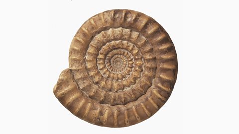 Evidence of evolution - rock fossils - Evolution - AQA - GCSE ...