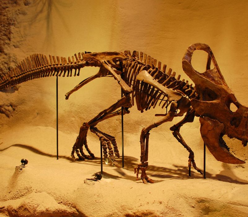 Fossil
