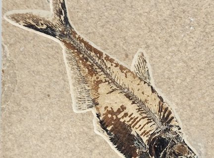 Quarry Stories: In Stone Fossils - Fossil Basin