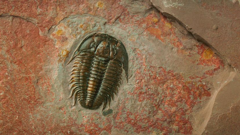 What is a fossil? | HowStuffWorks