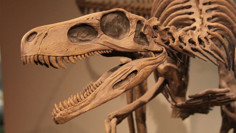Fossil | Definition, Types, Examples, &  Facts | Britannica
