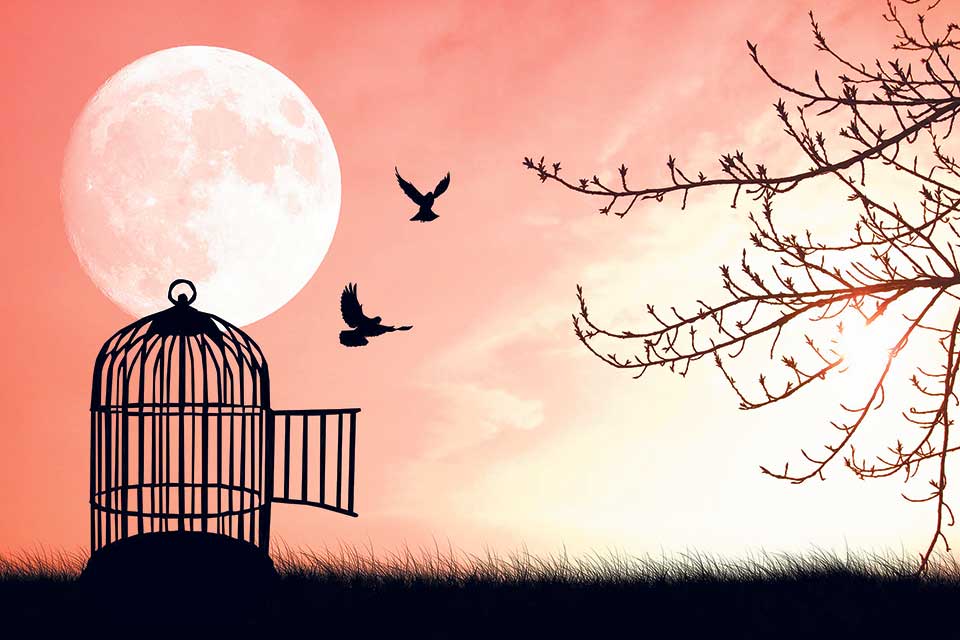 My City - The Caged Free Bird