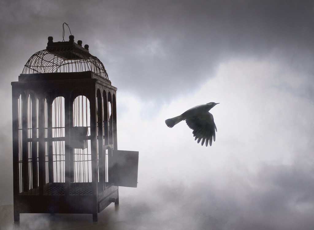 Free Bird | The free bird leaps on the back of the wind and … | Flickr