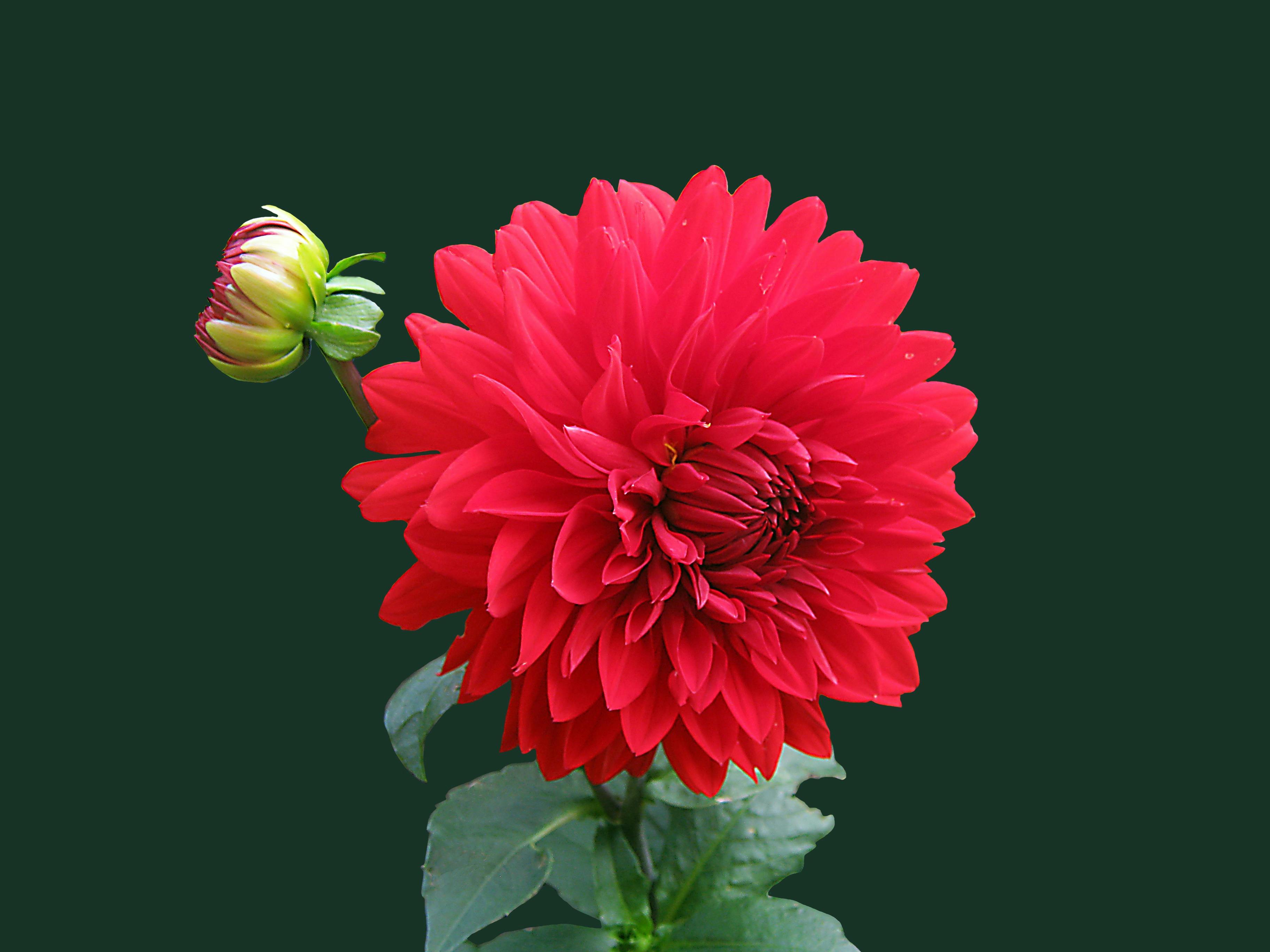Free Download Photos, Download The BEST Free Free Download Stock ...