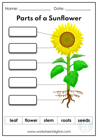 free first grade science worksheet