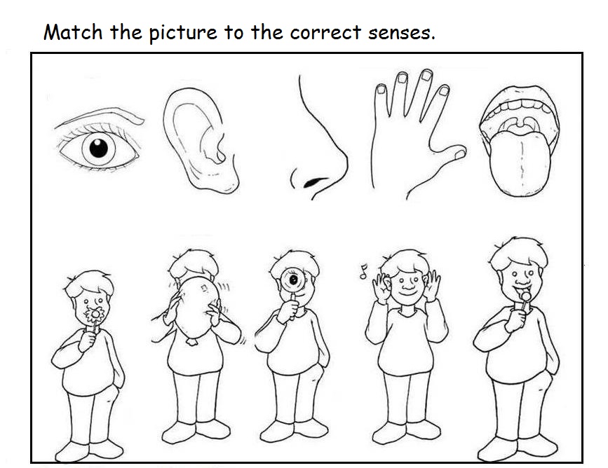 Free 5 senses worksheet for kids | Crafts and Worksheets for ...