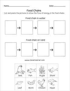 free food chain worksheet