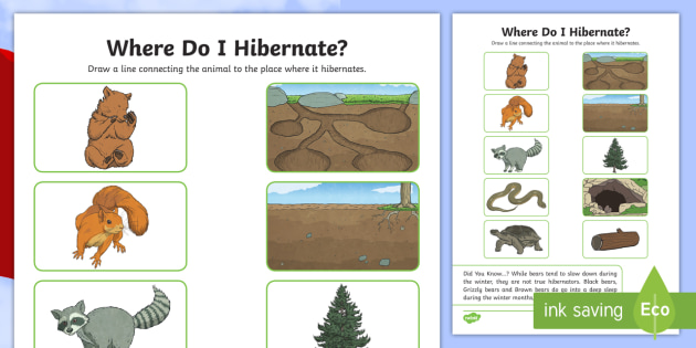 Where Do I Hibernate? Worksheet / Worksheet (teacher made)