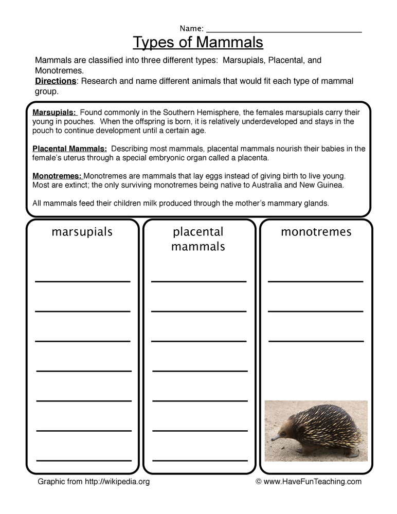 Mammals Worksheet  