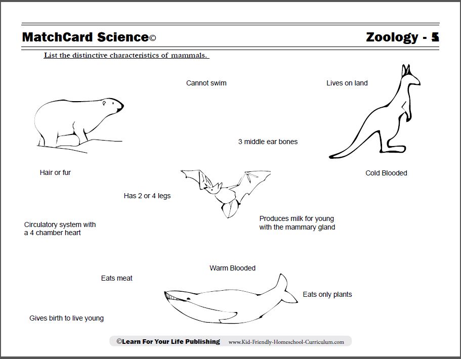 free mammal worksheet